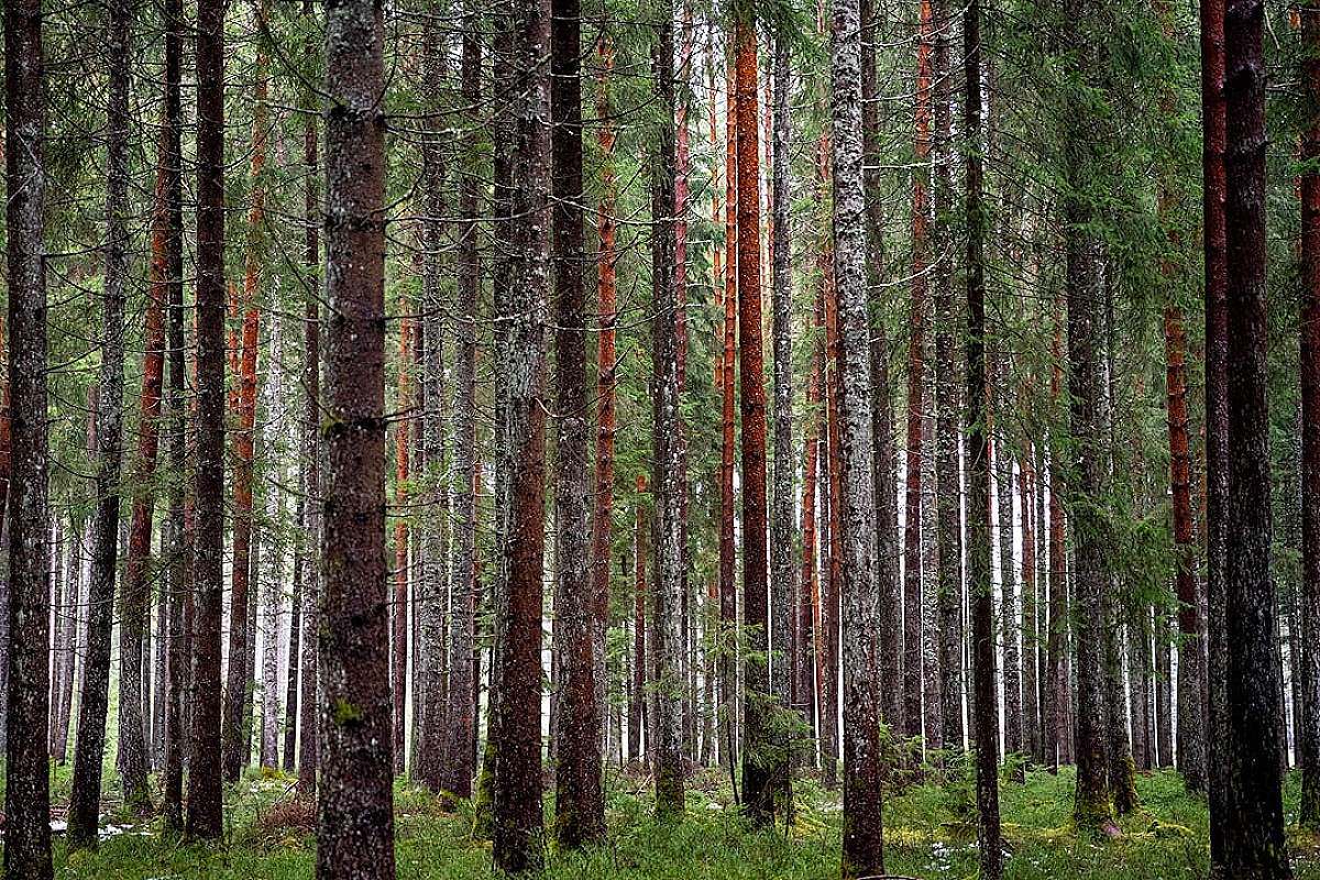 Lasy energetyczne: Zielone magazyny energii dla stabilizacji OZE